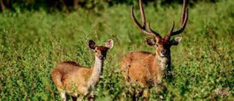 Delhi: Sariska Tiger Reserve Tour with 5-Star Lunch - Return Journey to Delhi