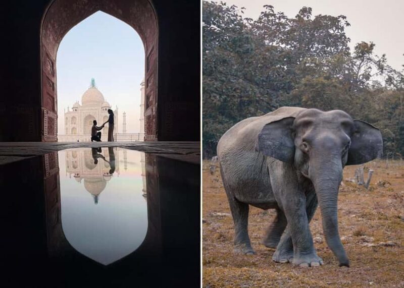 Delhi : Taj Mahal Sunrise Tour with Elephant SOS Center - What Makes This Tour Worth Considering?