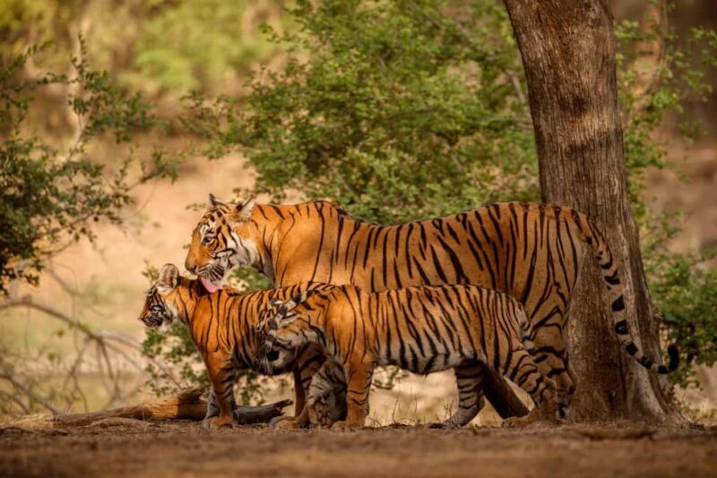 Delhi to Ranthambhore Overnight Tour/Tiger Safari By Car - The Itinerary in Detail