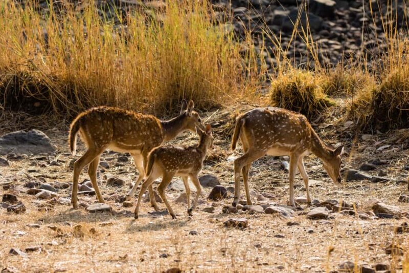 Delhi to Ranthambhore Overnight Tour/Tiger Safari By Car - FAQ