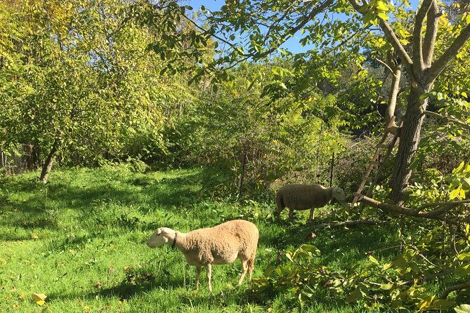 delphi-and-osios-loukas-byzantine-monastery