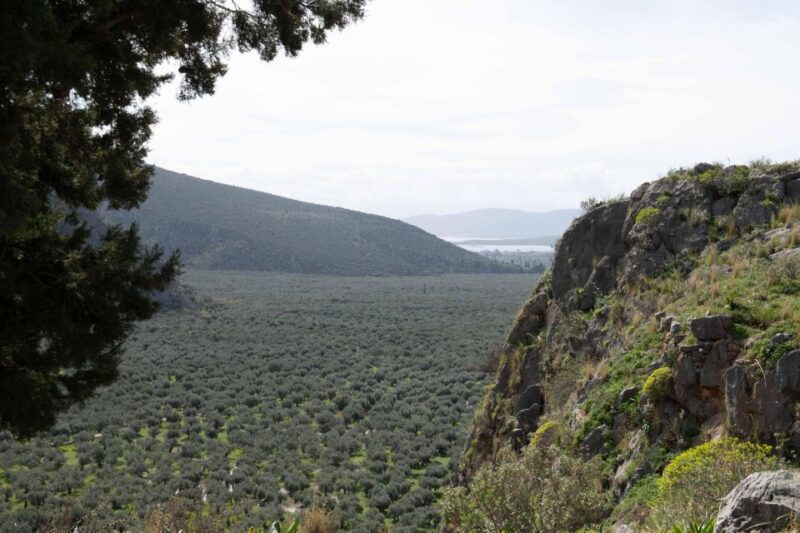 delphi-easy-hike-on-ancient-path-through-the-olive-groves