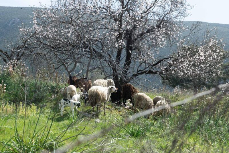 delphi-easy-hike-on-ancient-path-through-the-olive-groves
