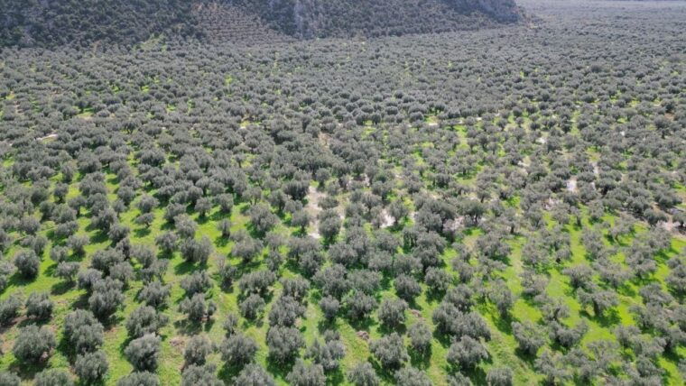 delphi-easy-hike-on-ancient-path-through-the-olive-groves