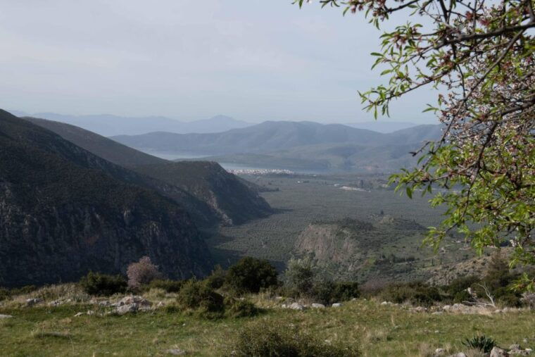 delphi-easy-hike-on-ancient-path-through-the-olive-groves