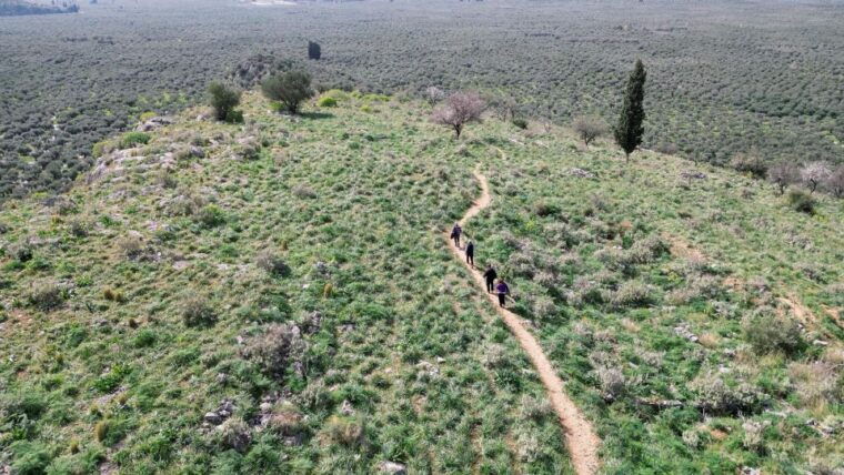 delphi-easy-hike-on-ancient-path-through-the-olive-groves