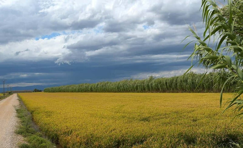 Deltebre: bicycle rentals in the Ebro Delta - Discovering the Ebro Delta by Bike