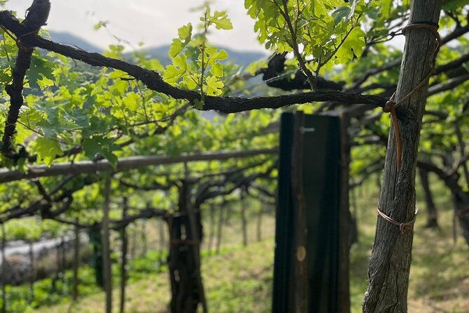 deluxe-experience-mozzarella-oil-and-wine-tasting-on-the-amalfi-coast