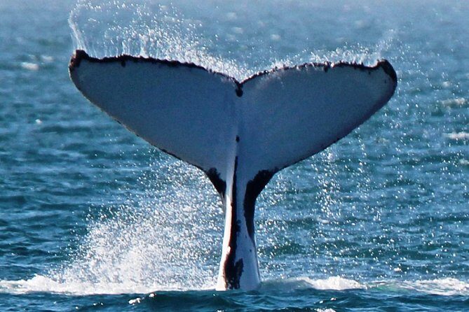 Deluxe Mega Fauna Humpback or Whaleshark Swim Ningaloo Reef - An In-Depth Look at What to Expect