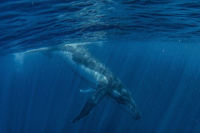 Deluxe Mega Fauna Humpback or Whaleshark Swim Ningaloo Reef - Authentic Insights from Reviewers