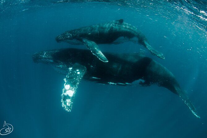 Deluxe Mega Fauna Humpback or Whaleshark Swim Ningaloo Reef - The Sum Up