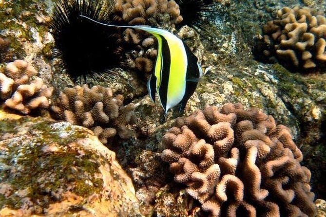 Deluxe Morning Snorkeling Adventure - A Few Considerations