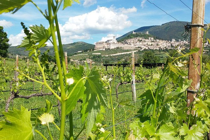 deluxe-picnic-assisi-for-2-and-wine-tasting-of-5-wines