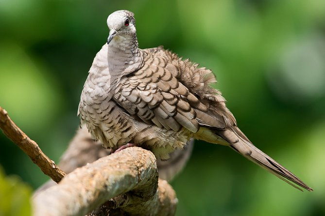 deluxe-private-bird-watching-tour-manuel-antonio