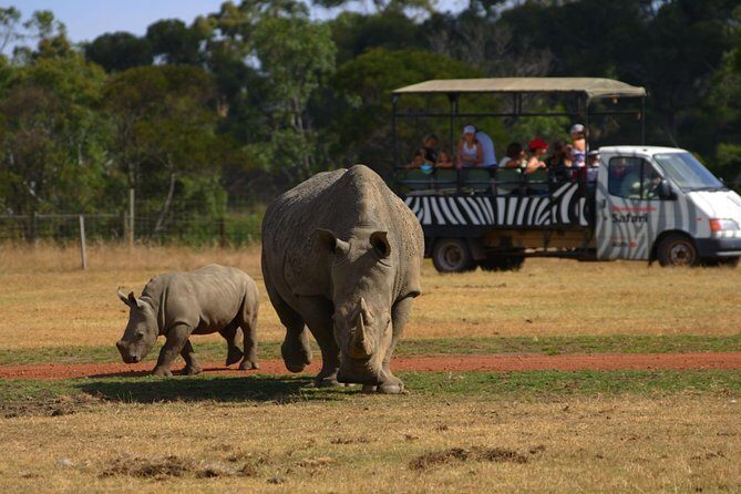 Deluxe Safari Adventure at Werribee Open Range Zoo - excl. entry - Is the Price Justified? Analyzing the Value