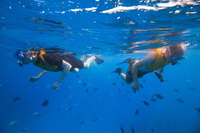Deluxe Snorkel and Wildlife Cruise in Waikiki - What to Expect on the Water