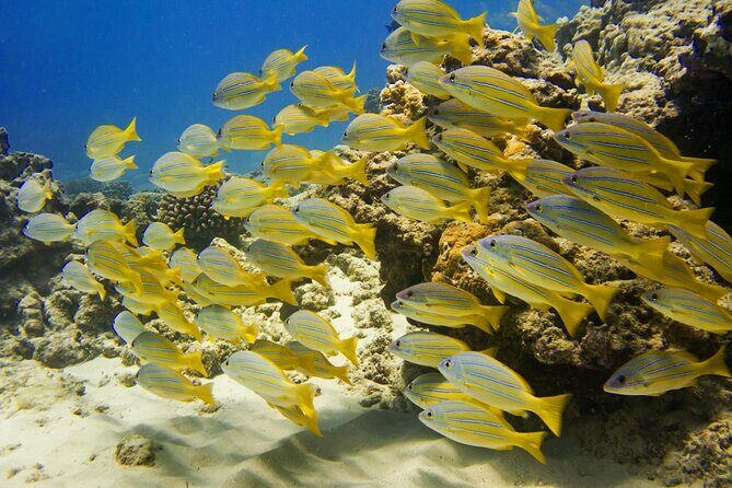 Deluxe Snorkel and Wildlife Cruise in Waikiki - Who Will Love This Tour?