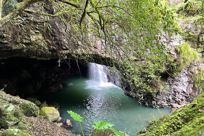 Deluxe Tamborine & Springbrook Day Tour with Skywalk & Glow Worms - Why You’ll Love This Tour