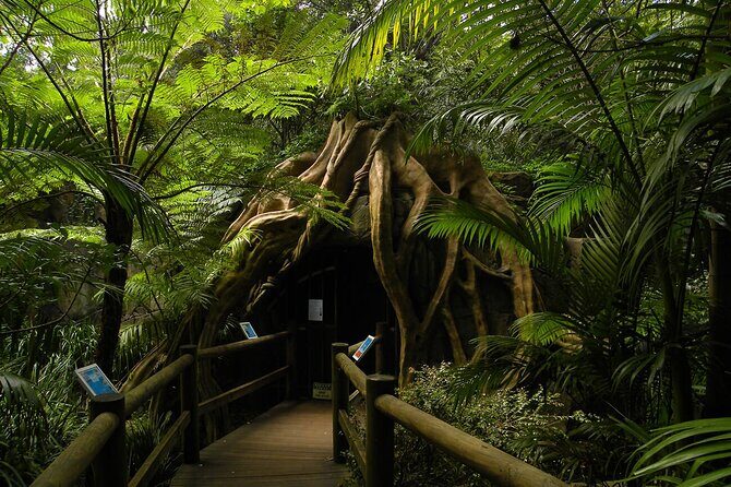 Deluxe Tamborine & Springbrook Day Tour with Skywalk & Glow Worms - Final Thoughts