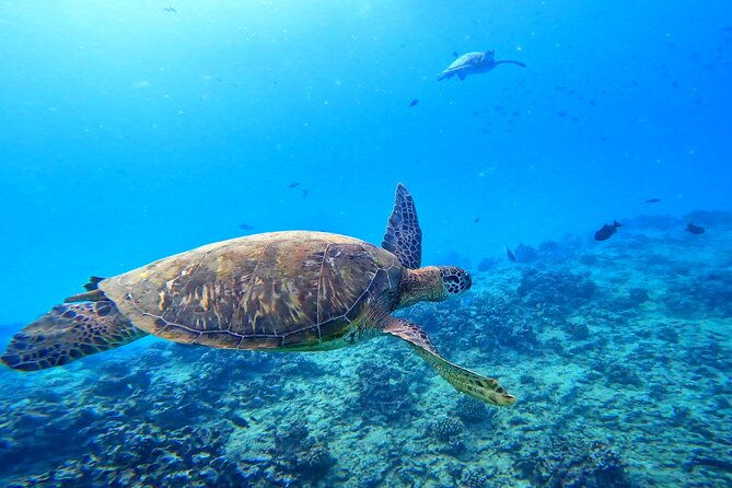 deluxe-turtle-snorkeling-escapade-at-waikiki