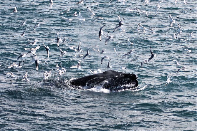 deluxe-whale-watching-and-whales-of-iceland-exhibition-combo-from-reykjavik-2