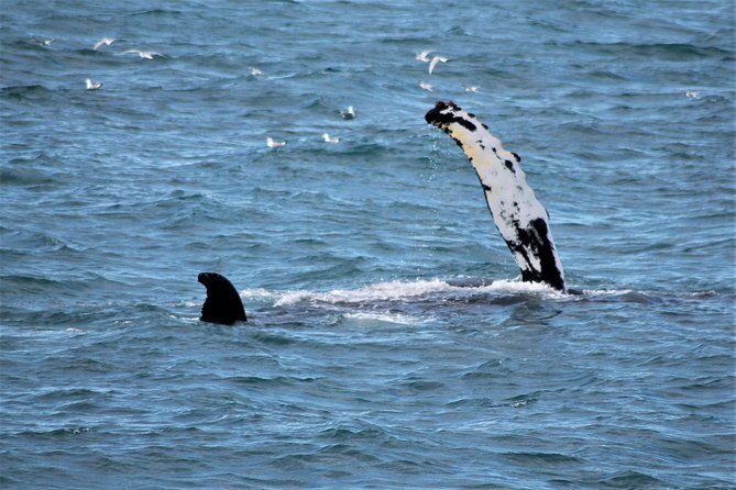 deluxe-whale-watching-and-whales-of-iceland-exhibition-combo-from-reykjavik