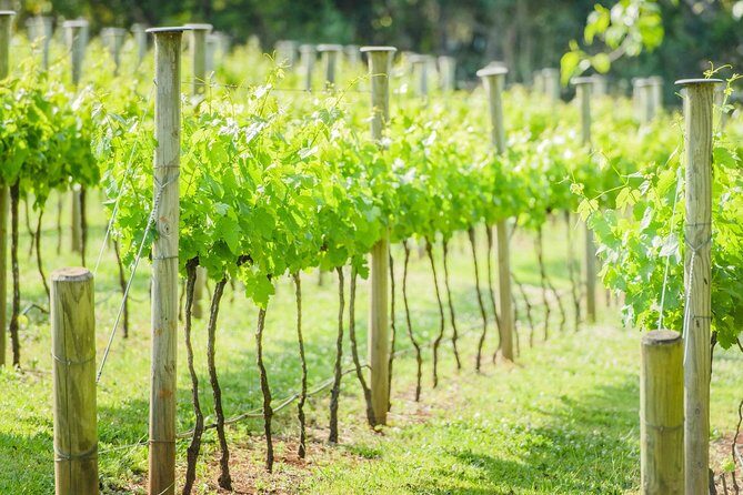 Deluxe Wine Tour to Tamborine Mountain, includes two course lunch - Key Points