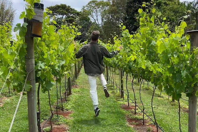 Deluxe Winery Tour to Tamborine Mountain (Mon-Tues) - Transportation, Group Size, and Timing