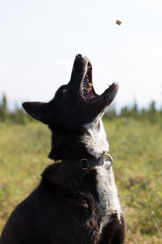 denali-1-hour-tundra-walk-with-free-running-sled-dogs