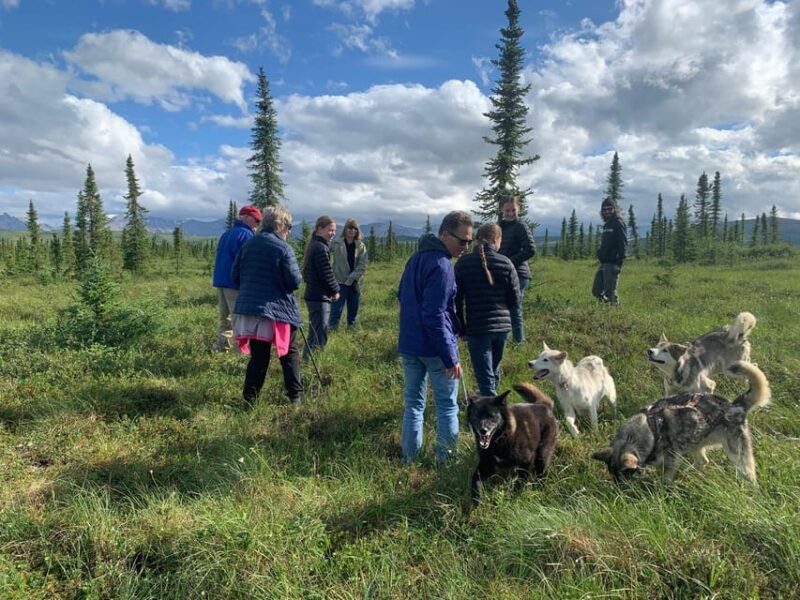 denali-1-hour-tundra-walk-with-free-running-sled-dogs