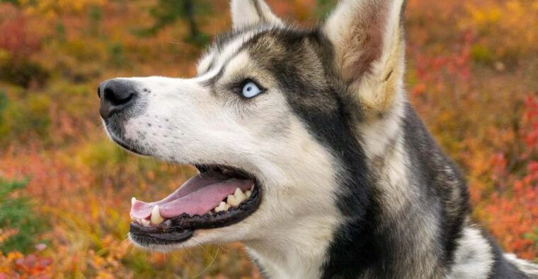 denali-1-hour-tundra-walk-with-free-running-sled-dogs