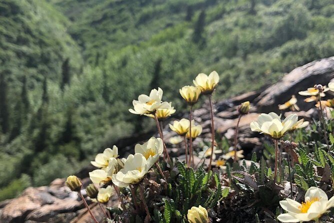 Denali National Park Walking Tour - Introduction: A Nature Walk that Packs a Punch