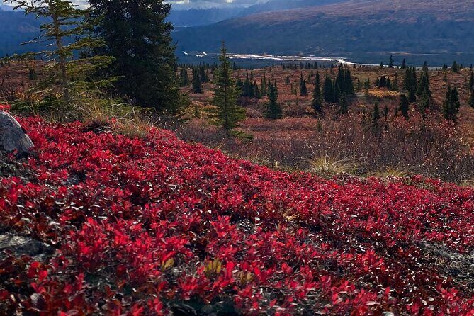 Denali National Park Walking Tour - FAQ
