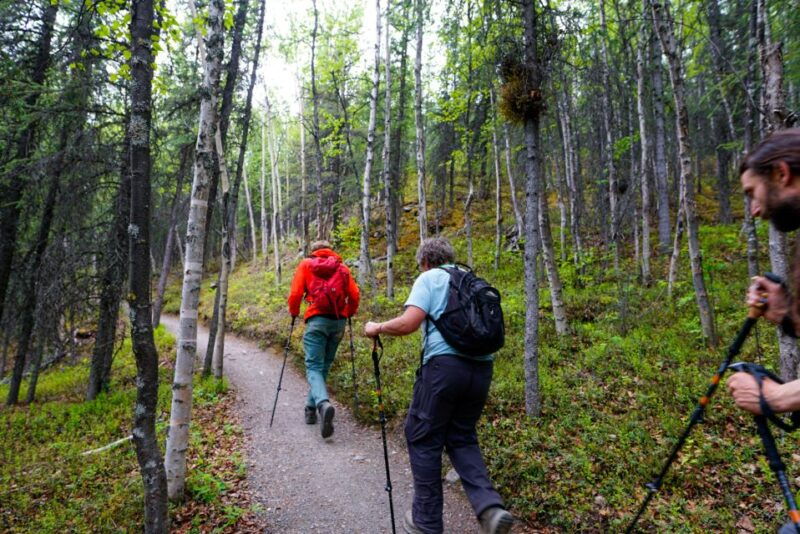 denali-naturalist-walking-tour-in-denali-national-park