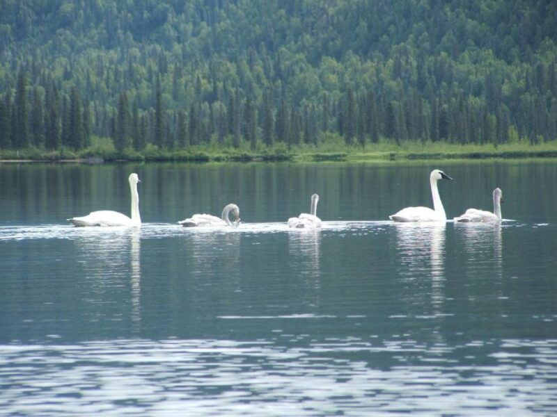 denali-state-park-guided-byers-lake-kayaking-tour