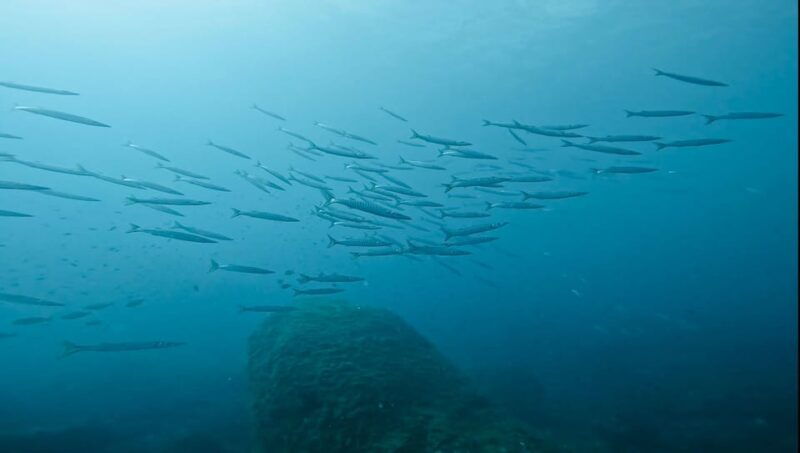 denia-the-fascination-of-diving-on-the-costa-blanca