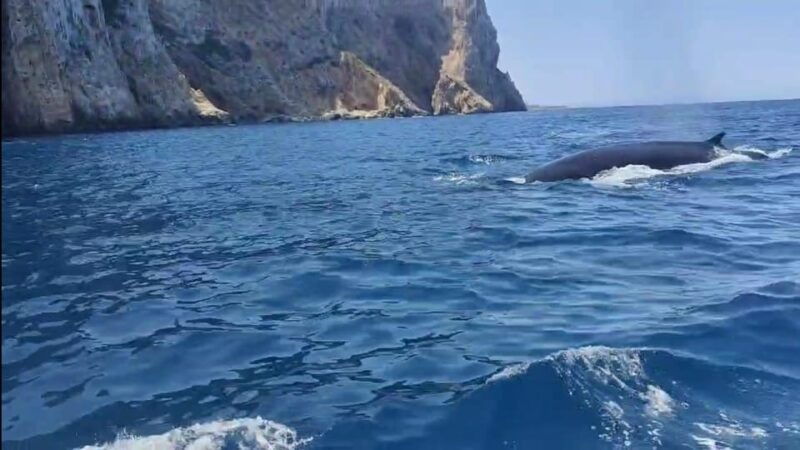 denia-the-fascination-of-diving-on-the-costa-blanca