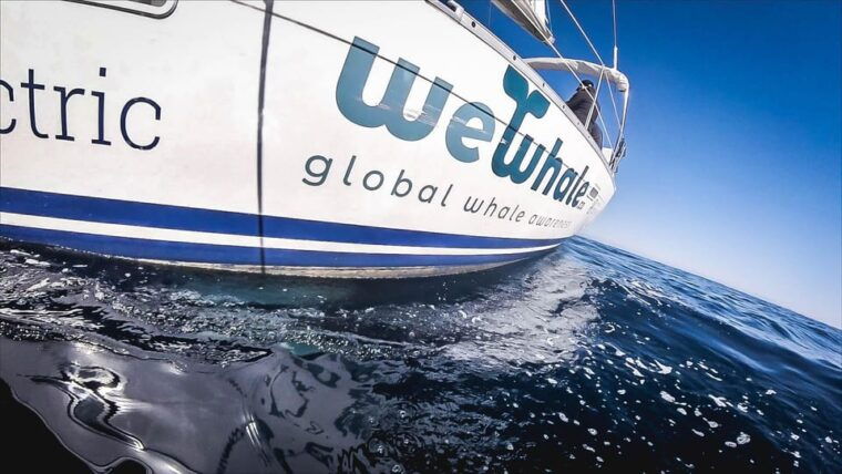 denia-whale-and-dolphin-watching-morning-experience