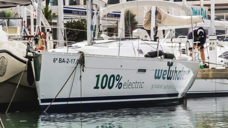 denia-whale-and-dolphin-watching-morning-experience