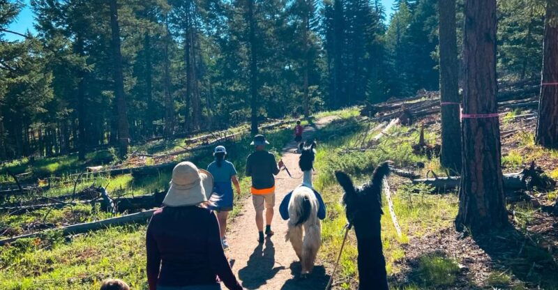denver-llama-hike-in-the-rocky-mountains
