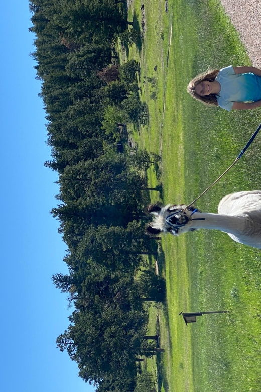 denver-llama-hike-in-the-rocky-mountains