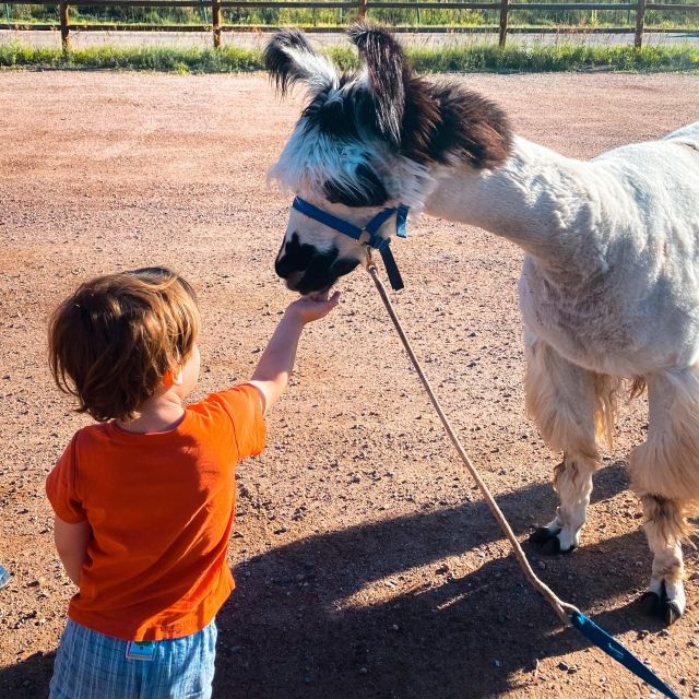 denver-llama-hike-in-the-rocky-mountains