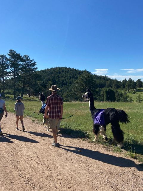 denver-llama-hike-in-the-rocky-mountains