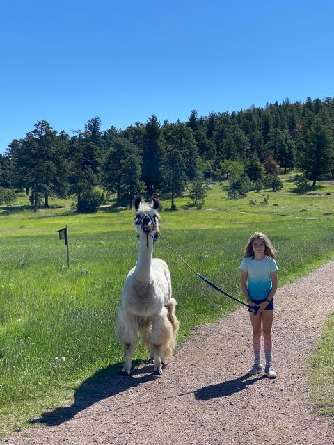 denver-llama-hike-in-the-rocky-mountains