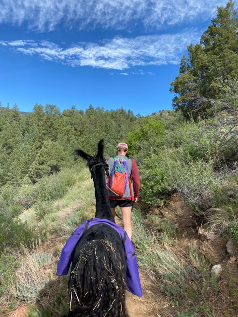 denver-llama-hike-in-the-rocky-mountains