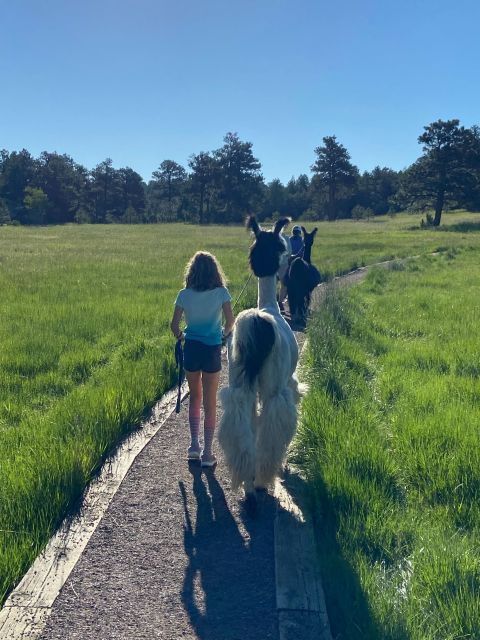 denver-llama-hike-in-the-rocky-mountains