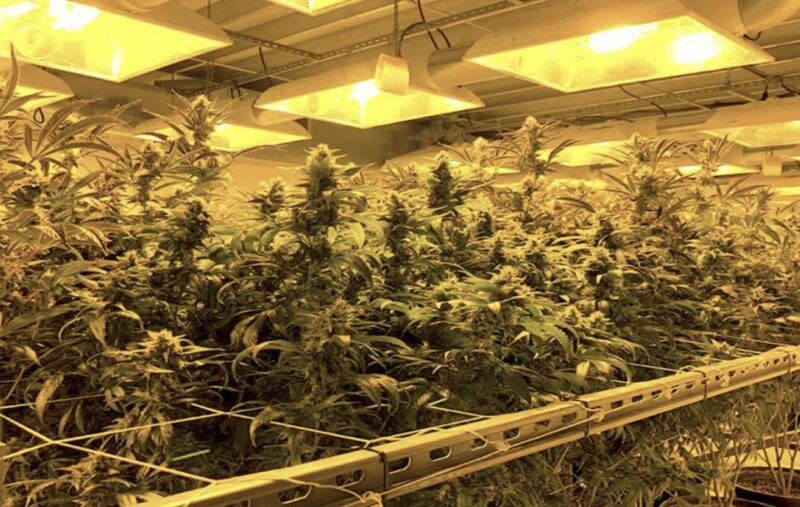 denver-private-luxury-cannabis-tour