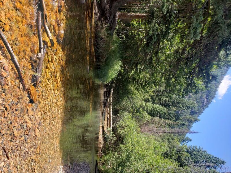 Denver: Rocky Mountain National Park Tour with Picnic Lunch - A Deep Dive into the Rocky Mountain Experience