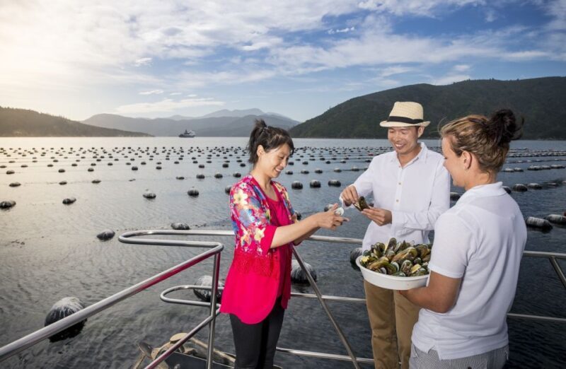Depart Picton: Marlborough Sounds Afternoon Seafood Cruise - Authentic Experience and Value for Money