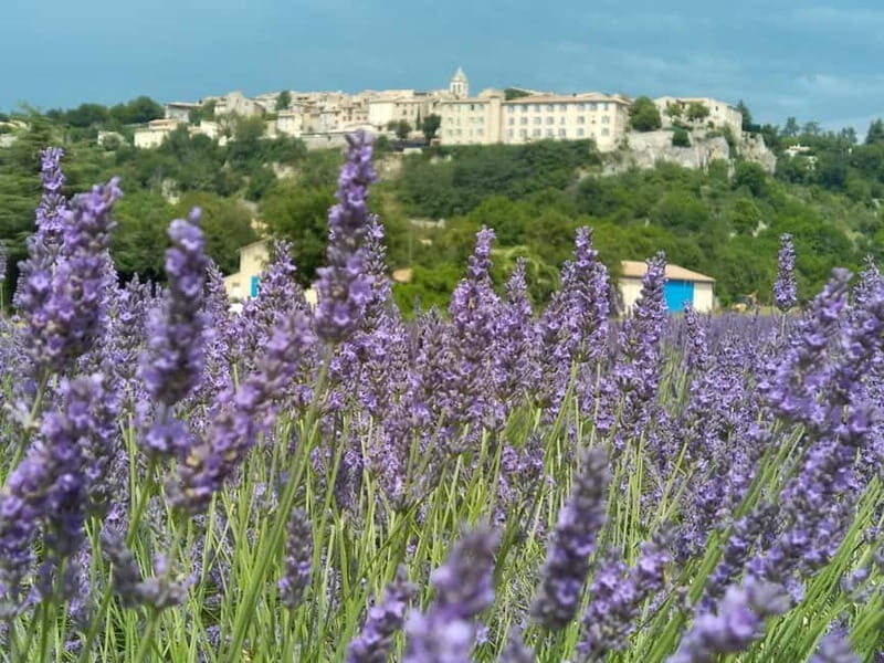 departing from Avignon, Classic lavender tour - Key Points
